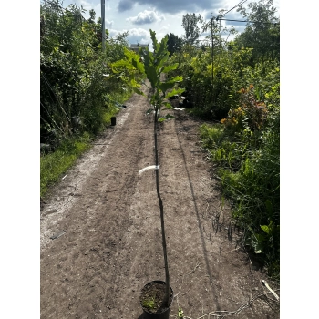 DĄB szczepiony zwisający pendula - sadzonki 140 / 170 cm